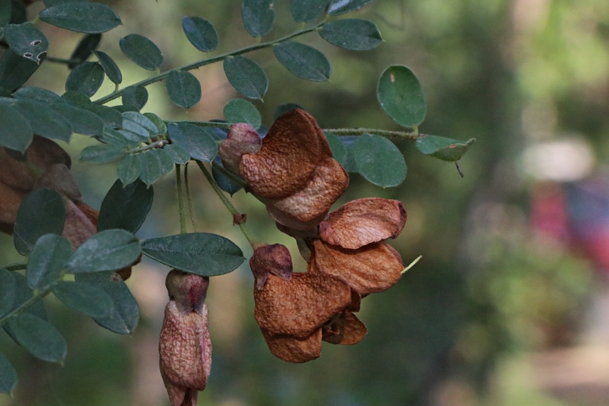 Ormocarpum kirkii Ormocarpum kirkii