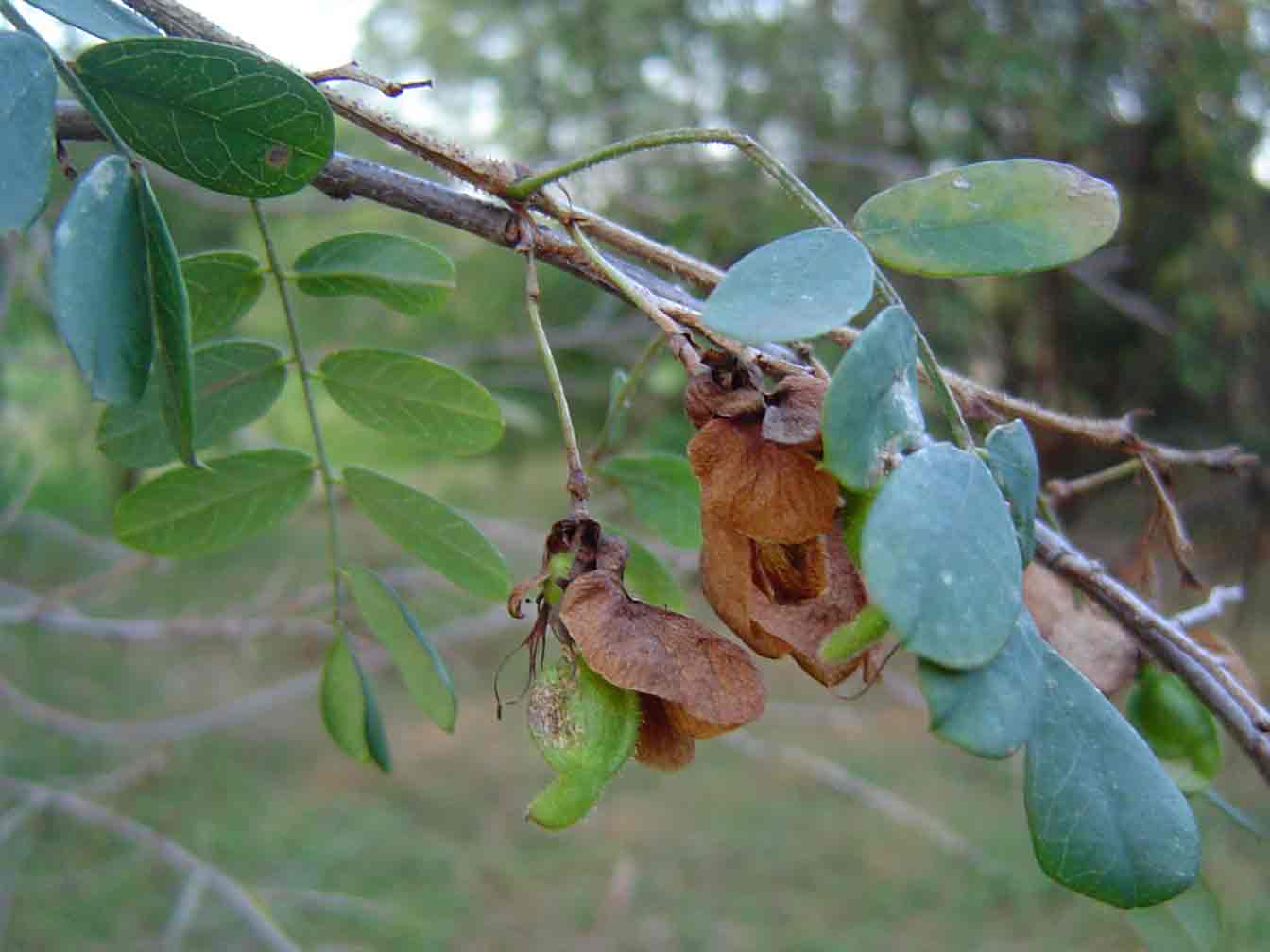 Ormocarpum zambesianum Ormocarpum zambesianum