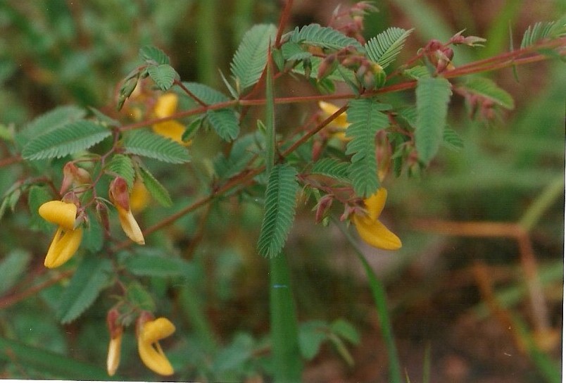 Aeschynomene bracteosa var. bracteosa Aeschynomene bracteosa var. bracteosa