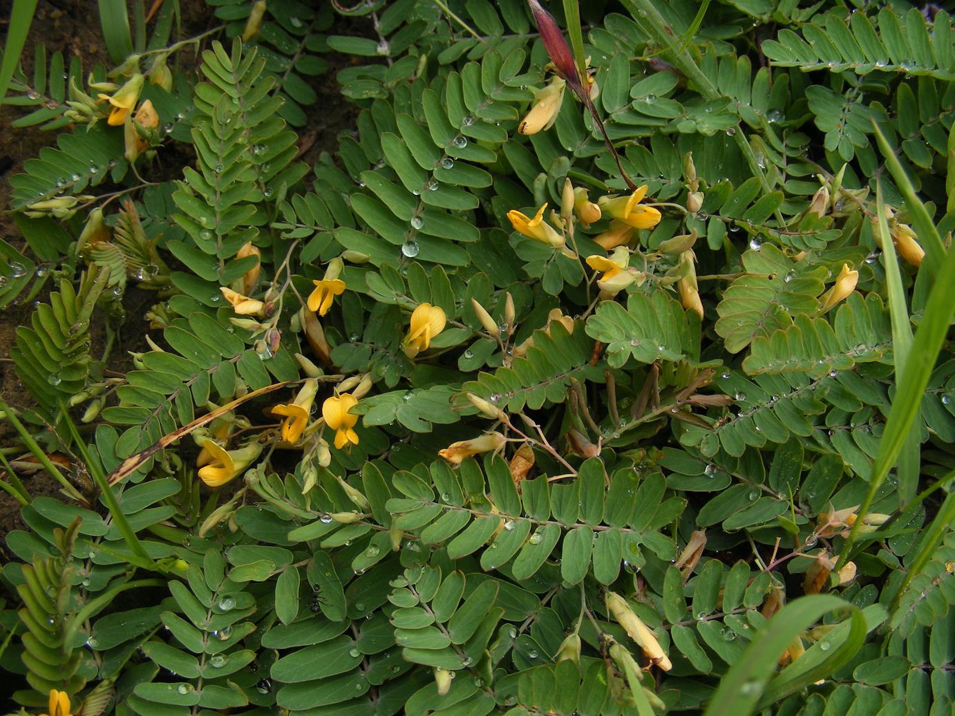 Aeschynomene bracteosa var. bracteosa