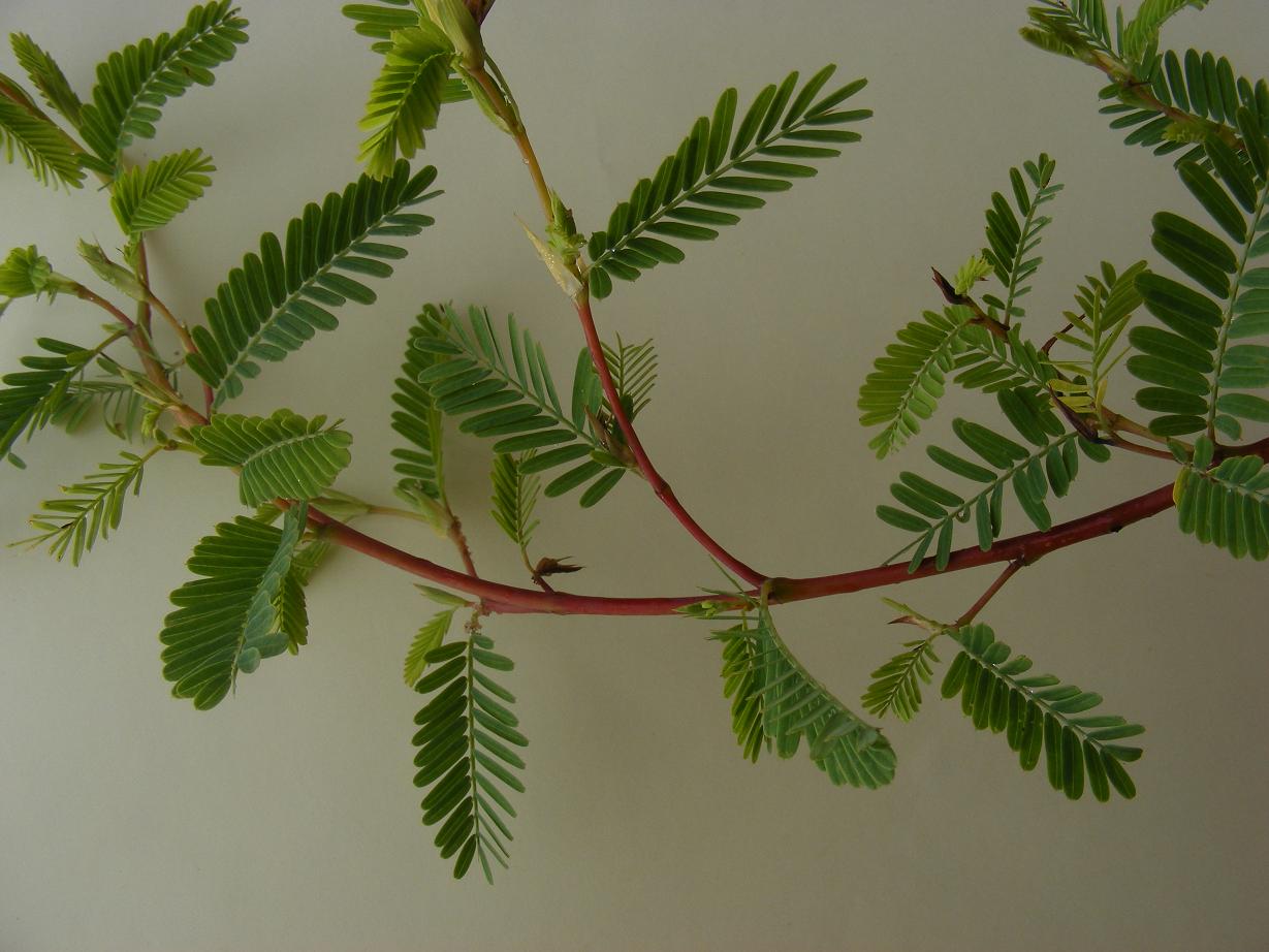 Aeschynomene bracteosa var. bracteosa