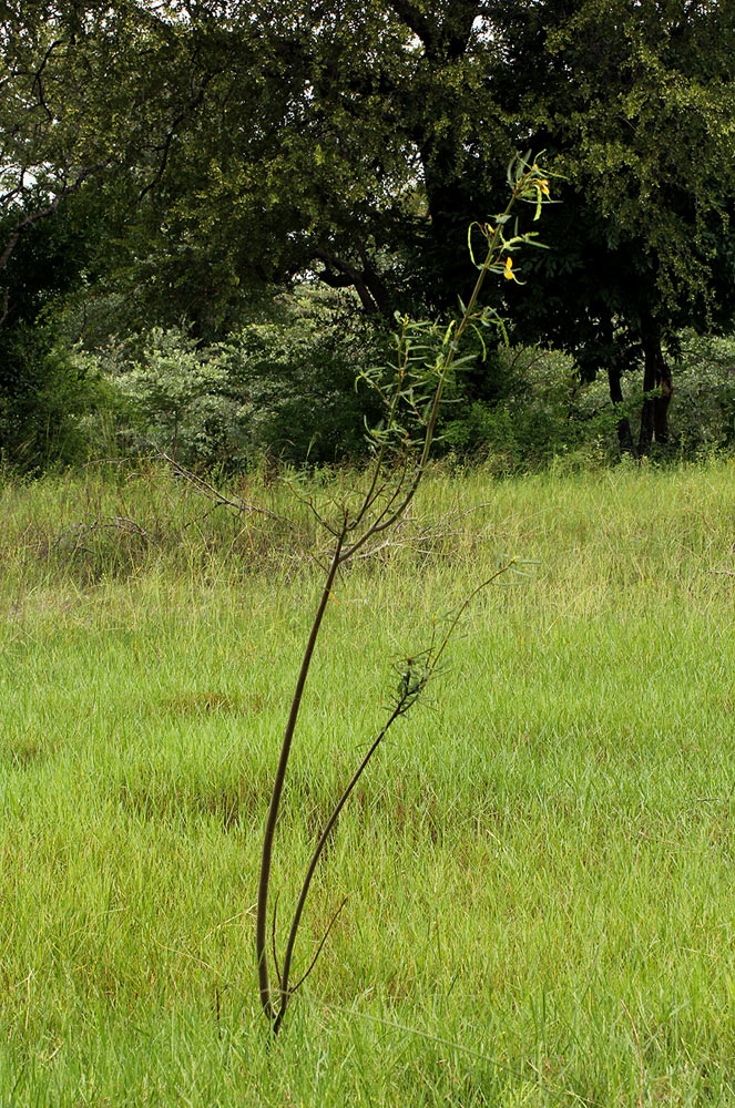 Aeschynomene cristata