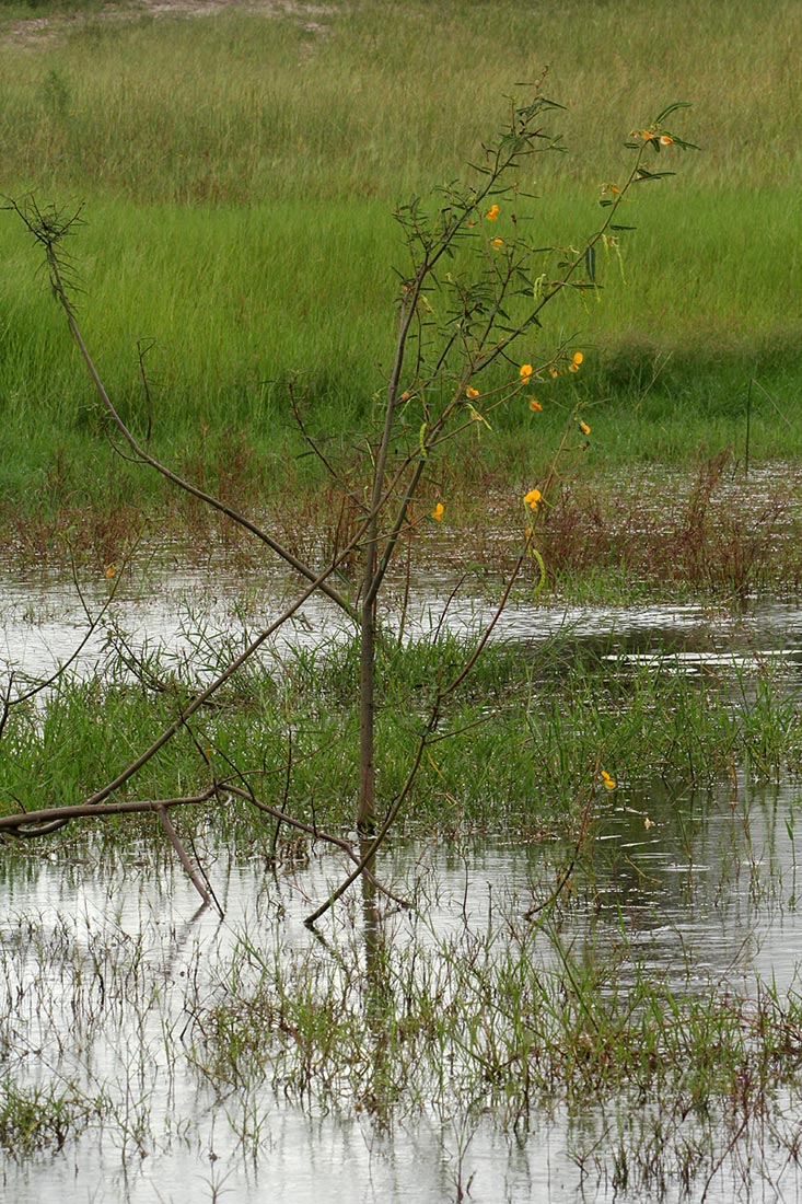 Aeschynomene cristata