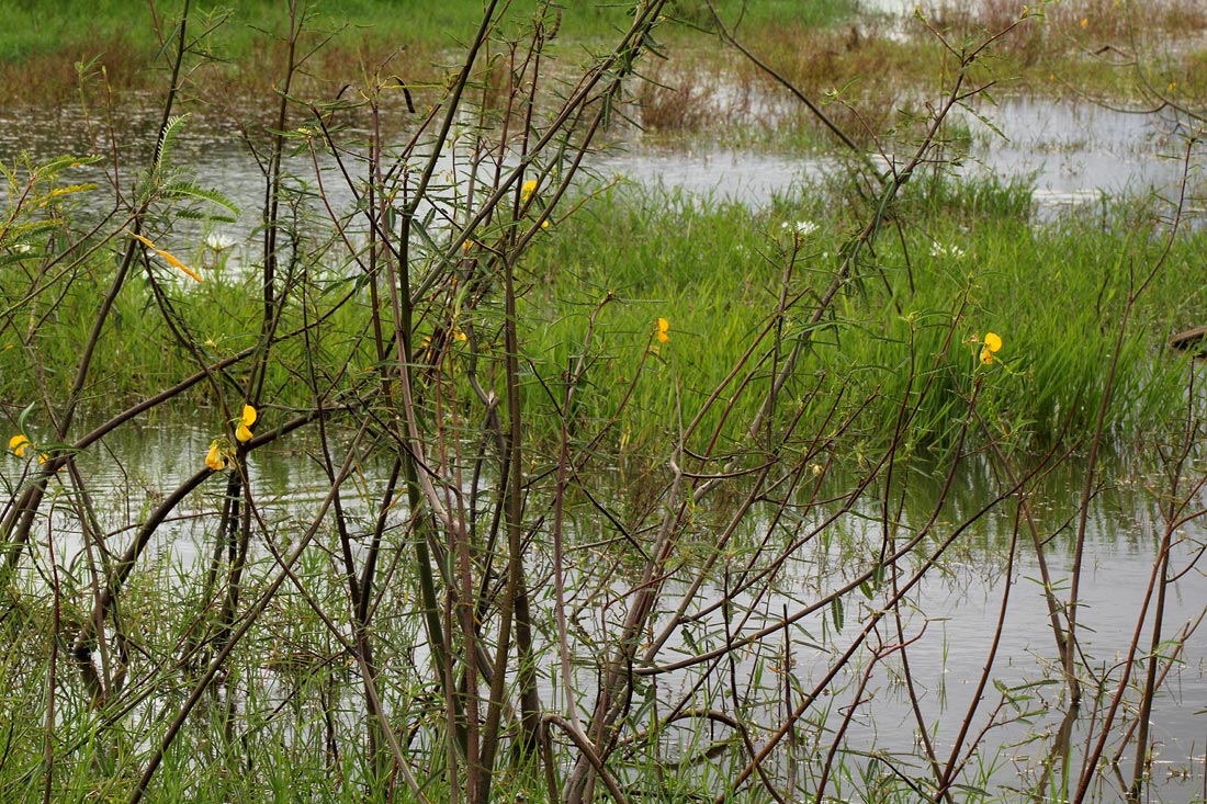 Aeschynomene cristata