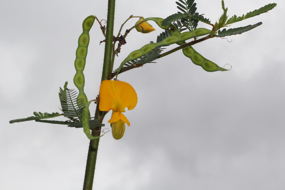 Aeschynomene cristata