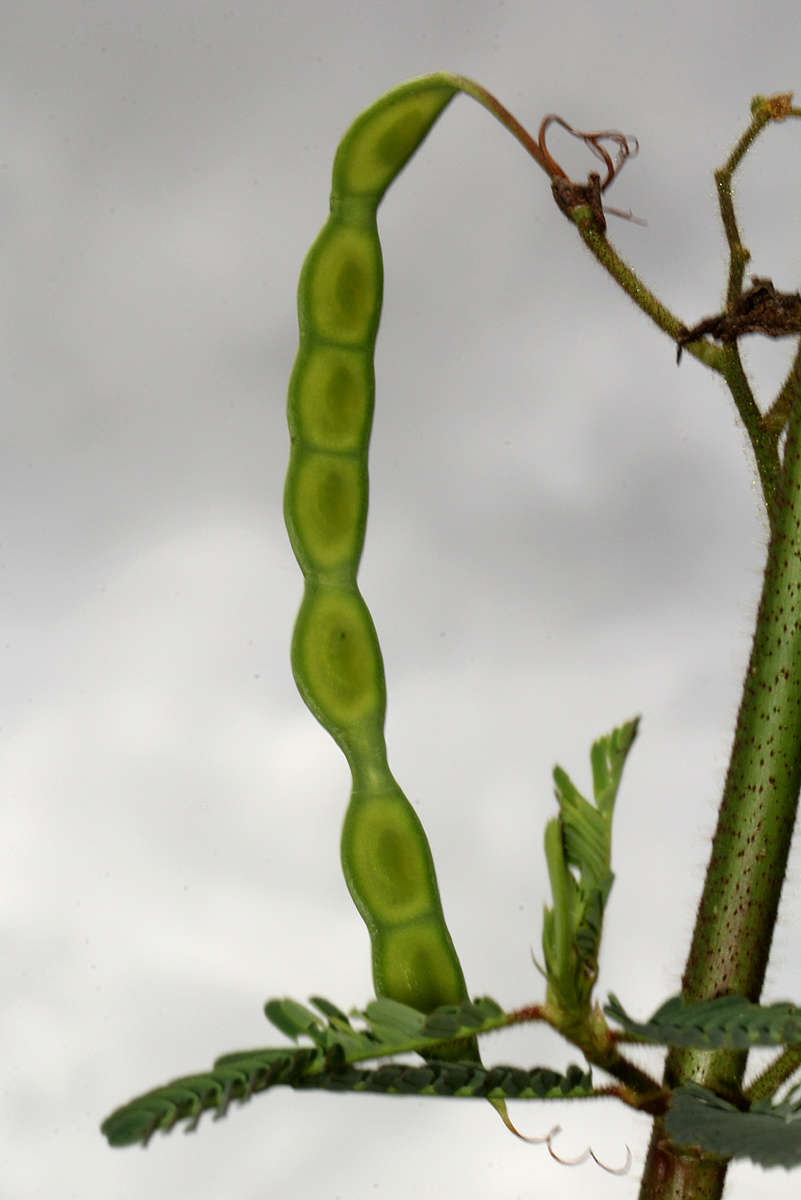 Aeschynomene cristata