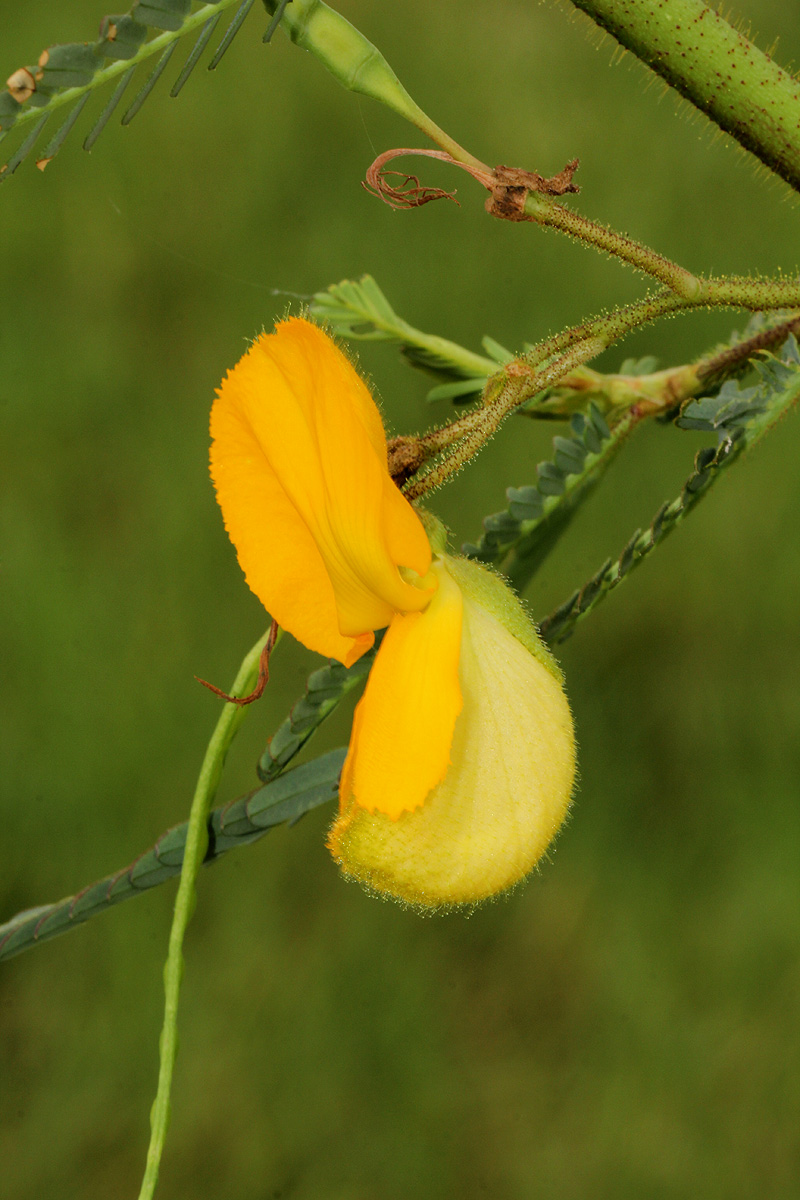 Aeschynomene cristata