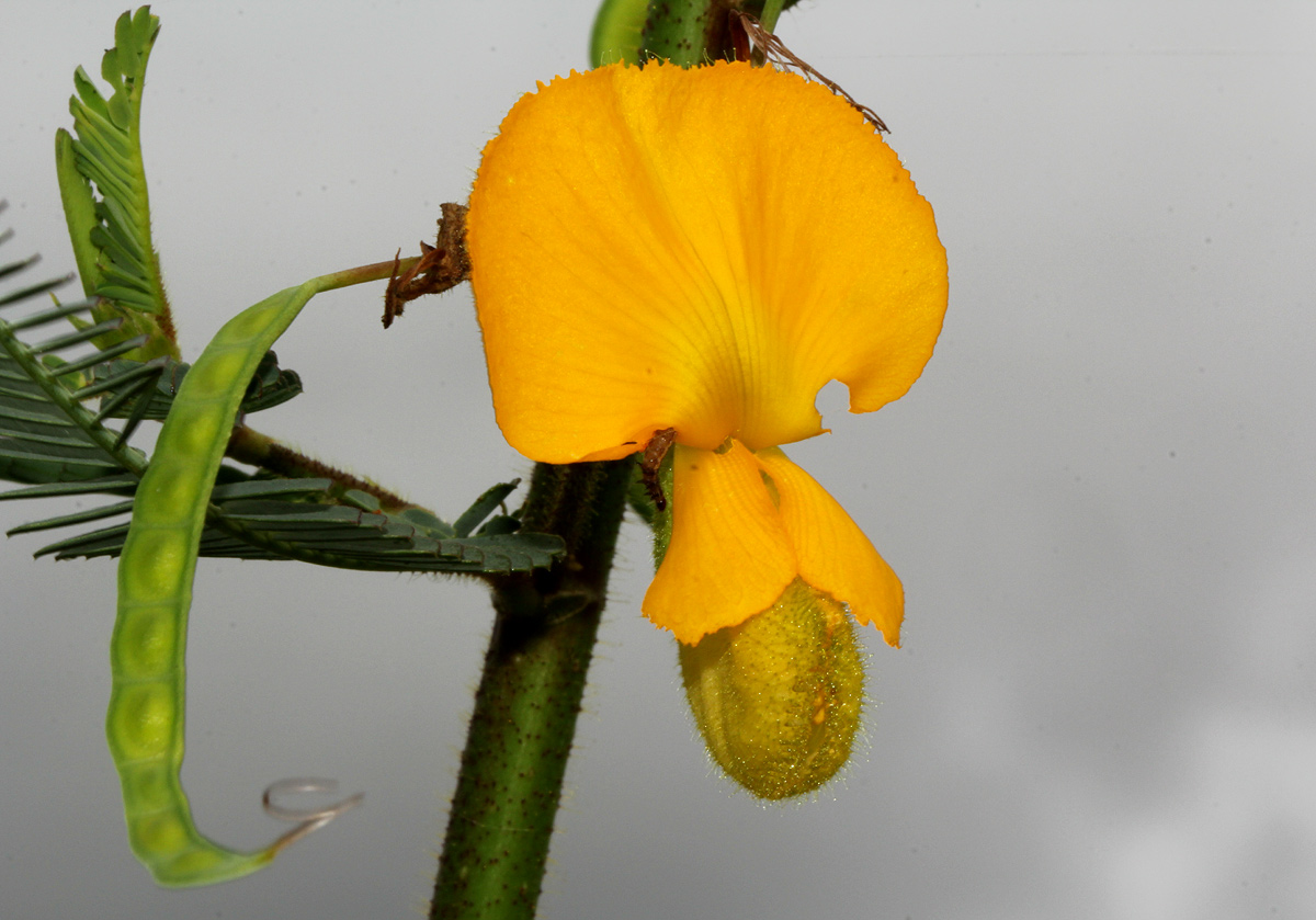 Aeschynomene cristata