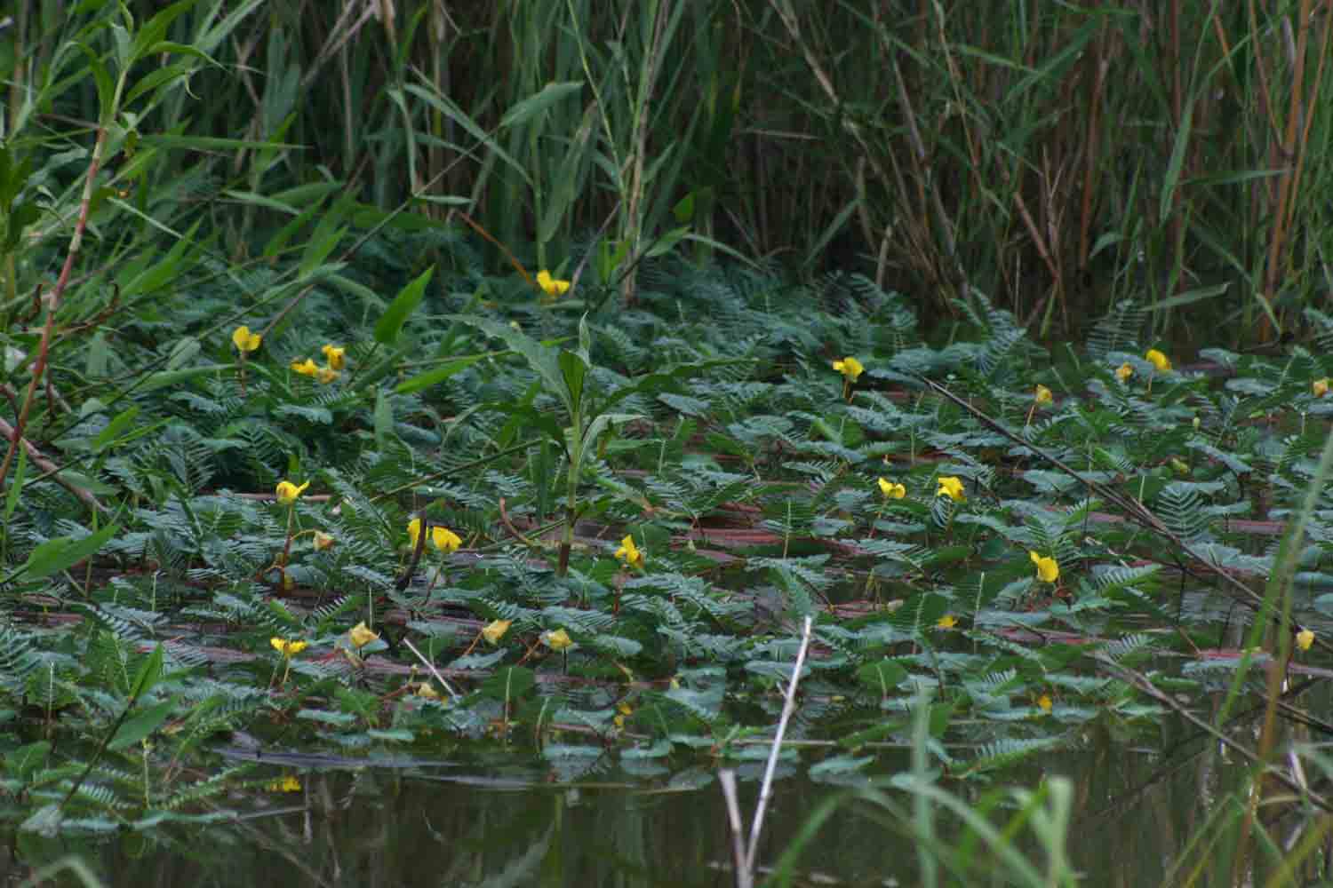 Aeschynomene fluitans