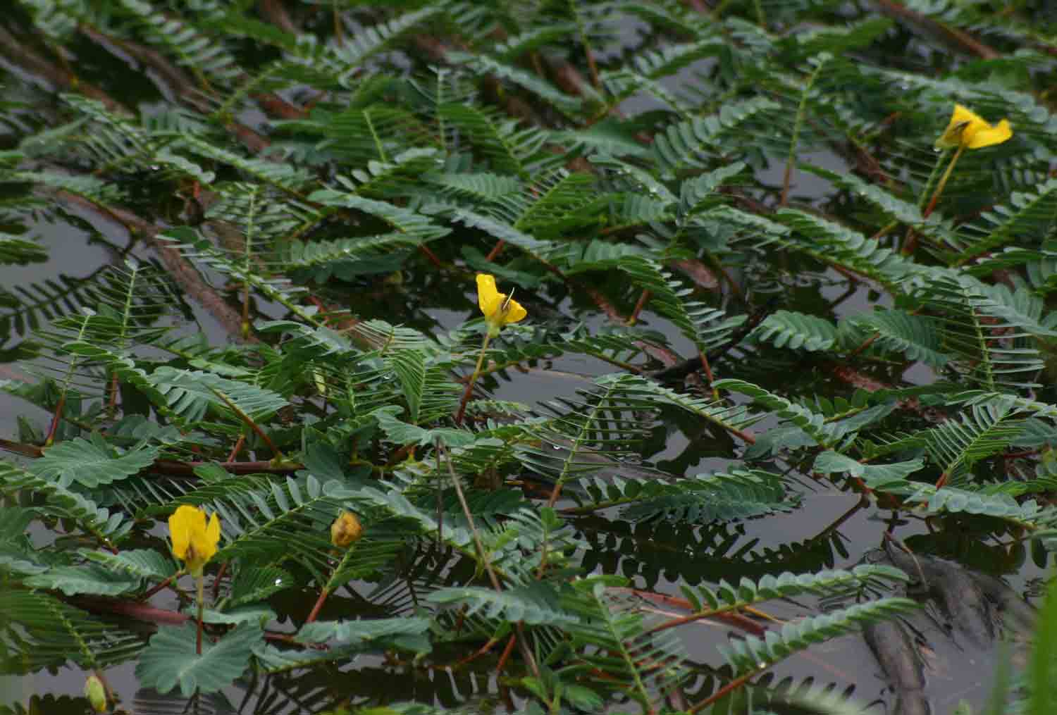 Aeschynomene fluitans