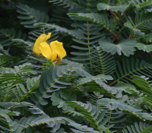 Aeschynomene fluitans