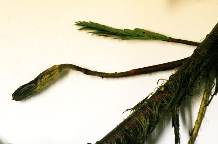 Aeschynomene fluitans