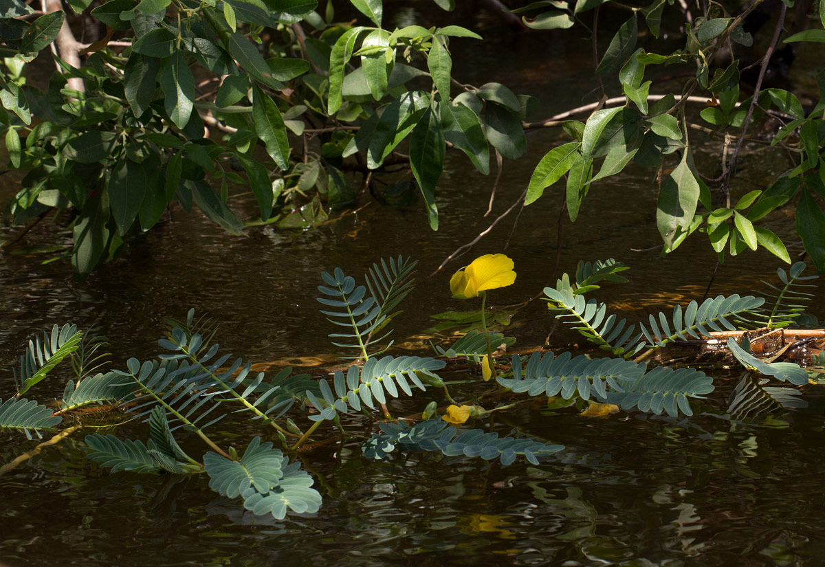 Aeschynomene fluitans