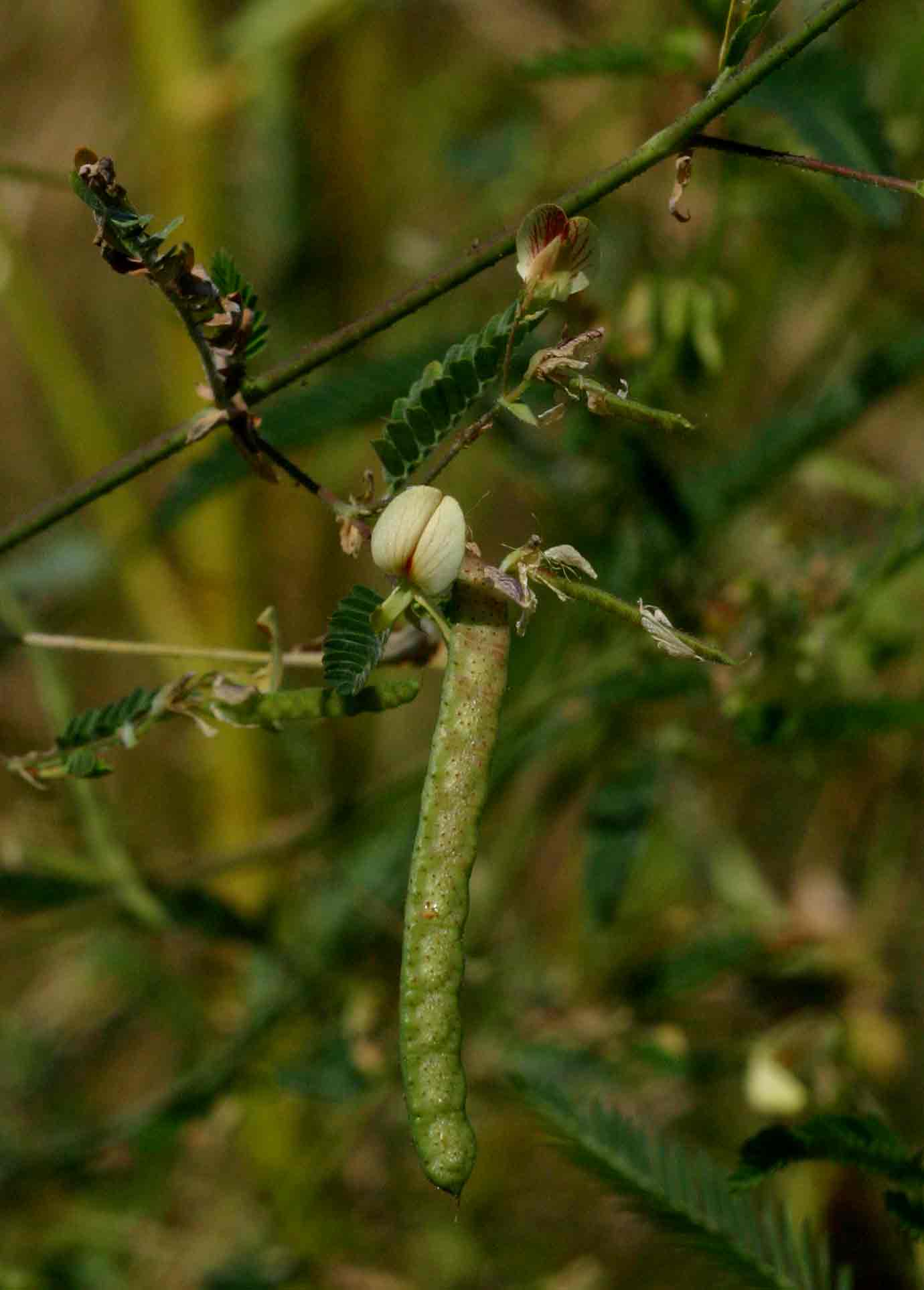 Aeschynomene indica