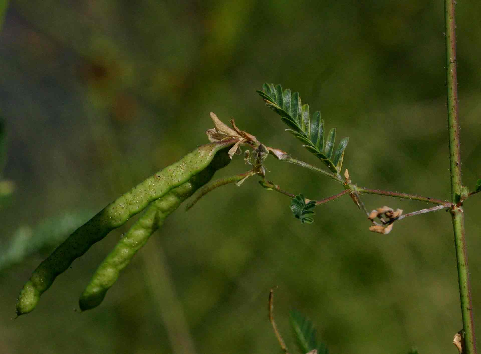 Aeschynomene indica