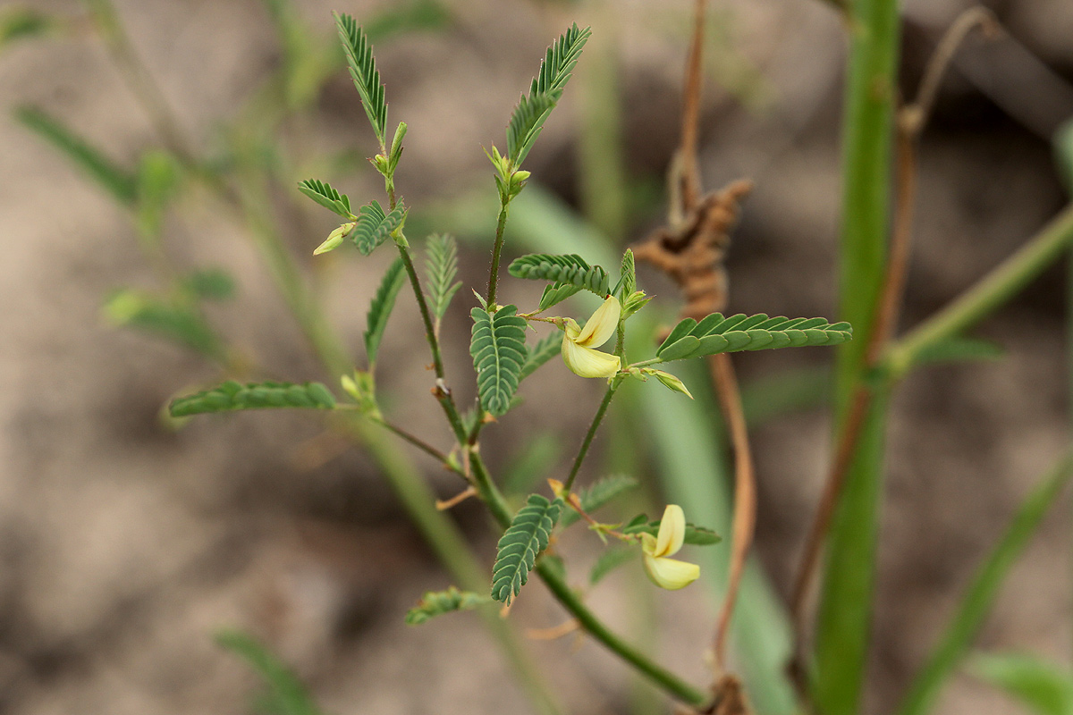 Aeschynomene indica