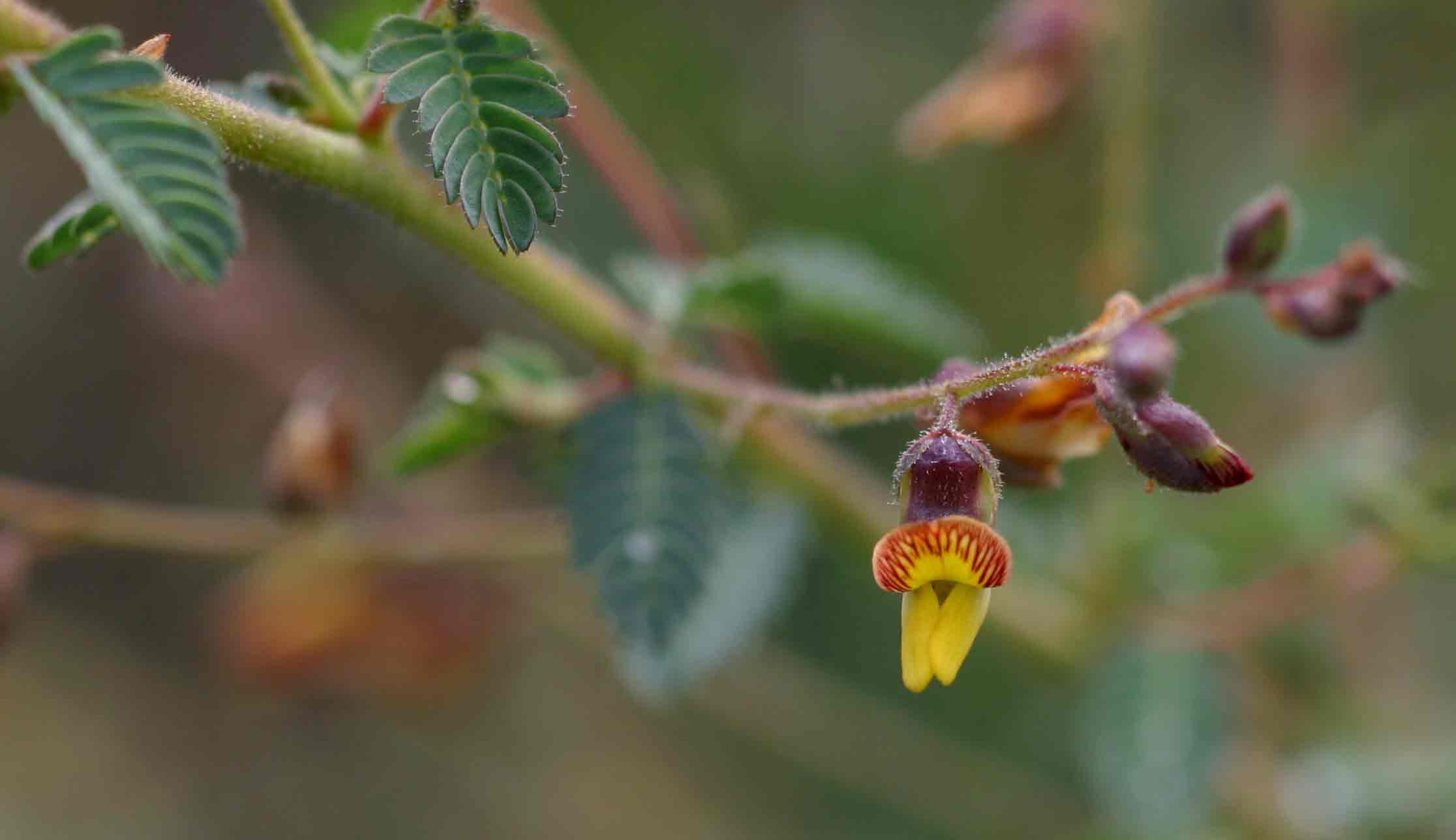 Aeschynomene mimosifolia