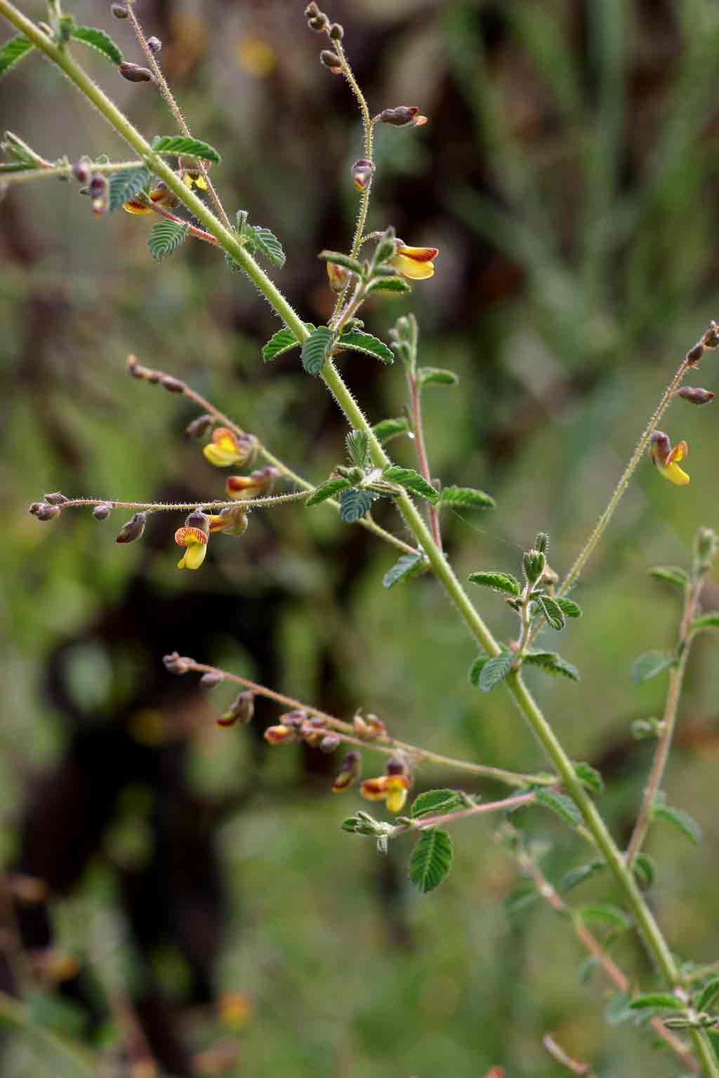 Aeschynomene mimosifolia