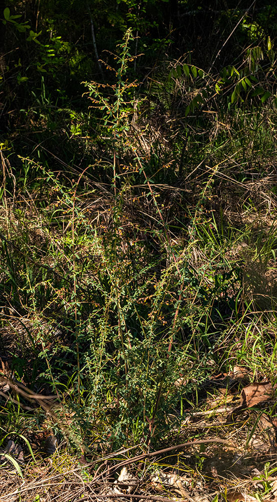 Aeschynomene mimosifolia