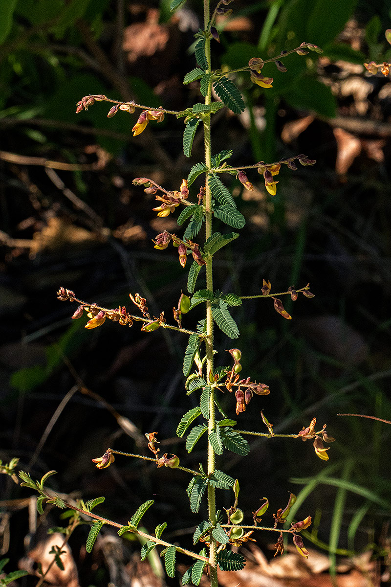 Aeschynomene mimosifolia