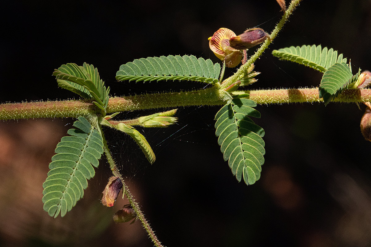 Aeschynomene mimosifolia