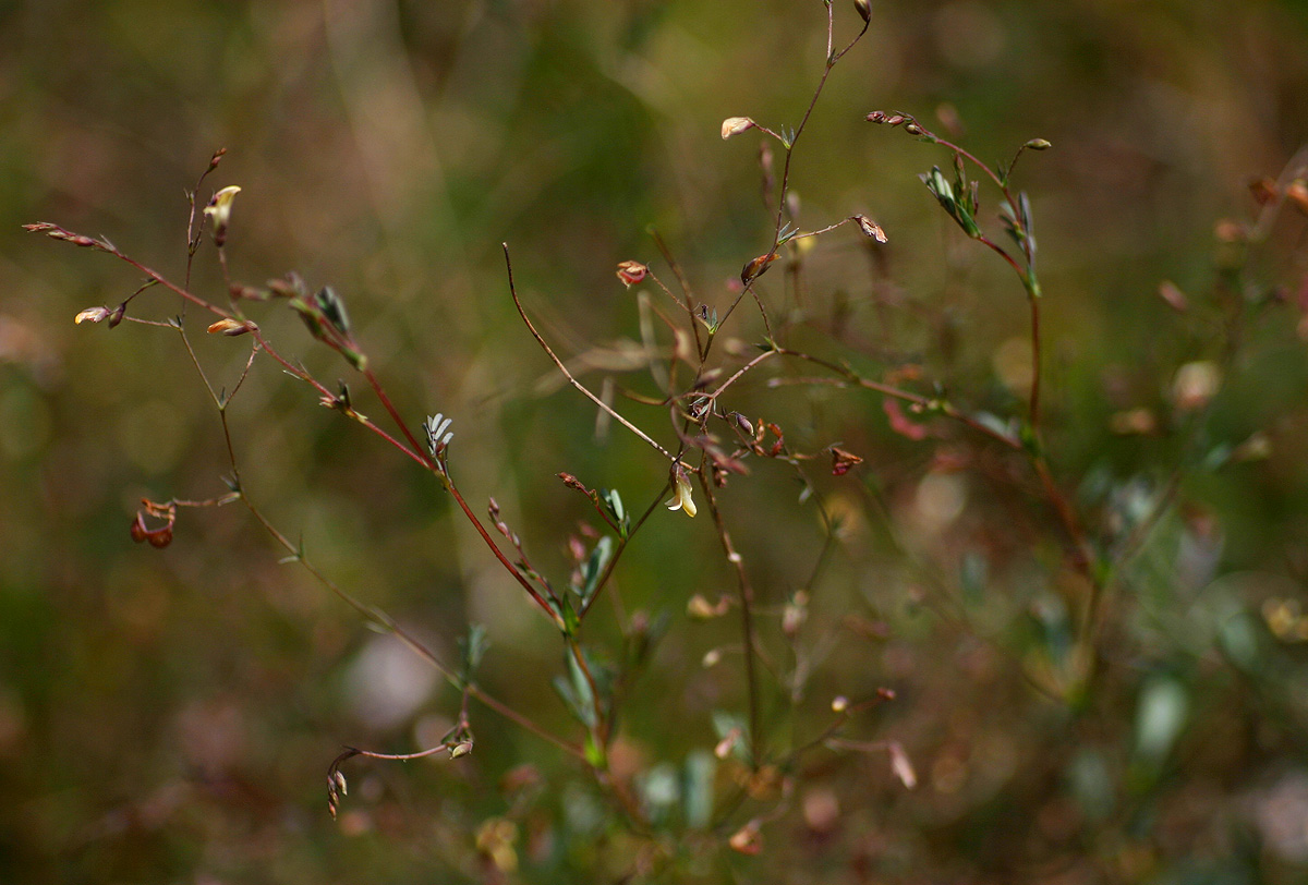 Aeschynomene minutiflora subsp. minutiflora