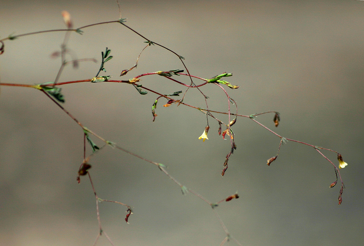 Aeschynomene minutiflora subsp. minutiflora