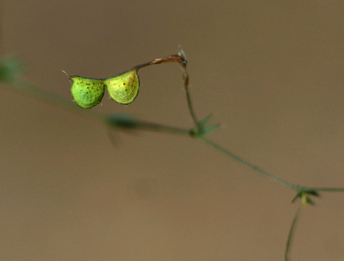 Aeschynomene minutiflora subsp. minutiflora