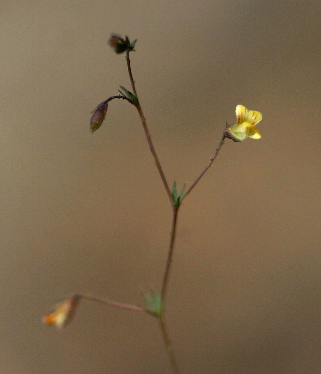 Aeschynomene minutiflora subsp. minutiflora