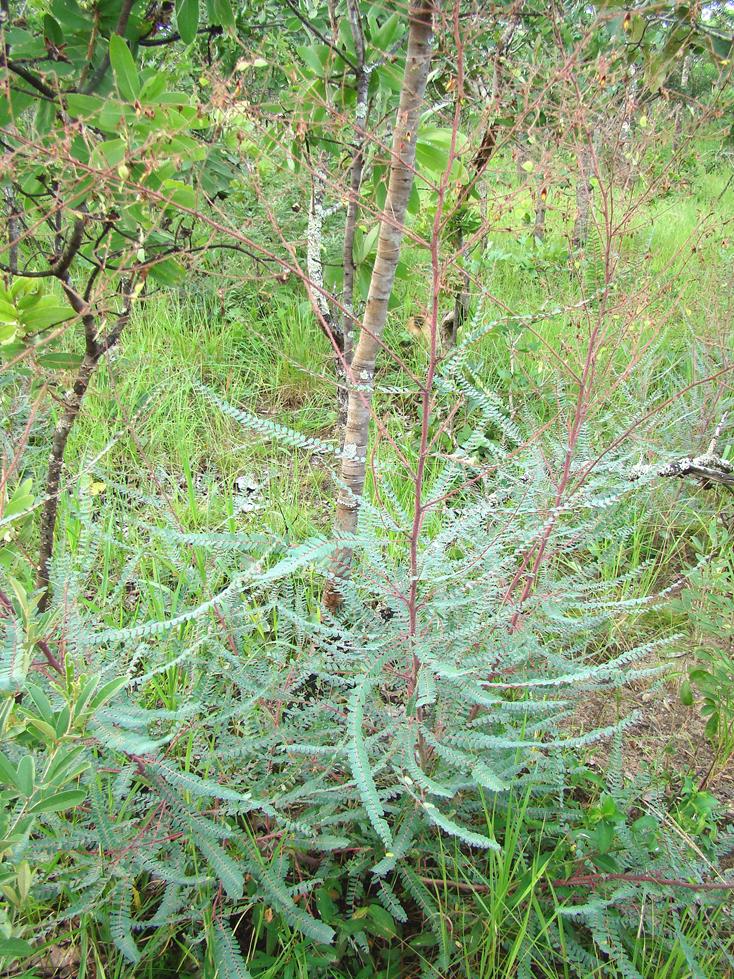 Aeschynomene nyassana