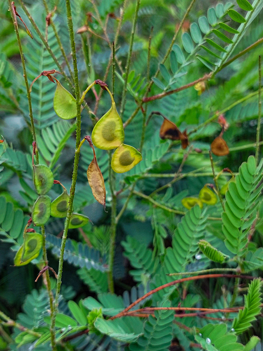 Aeschynomene nyassana