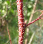 Aeschynomene nyassana