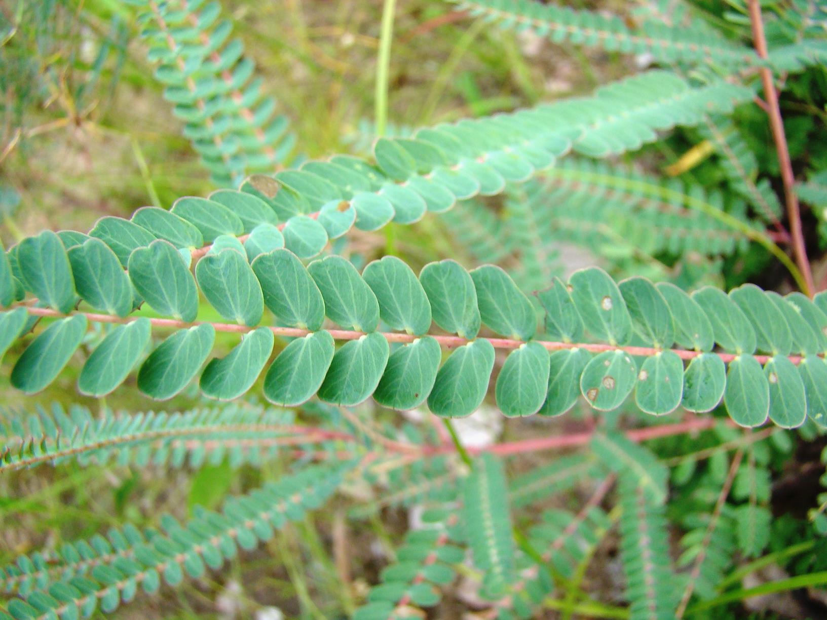 Aeschynomene nyassana