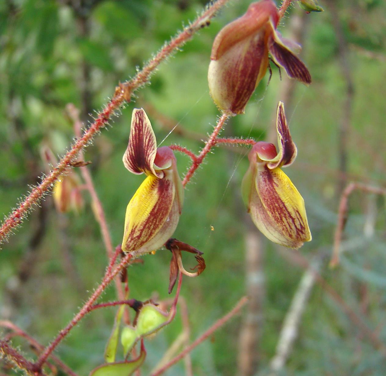 Aeschynomene nyassana