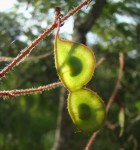 Aeschynomene nyassana