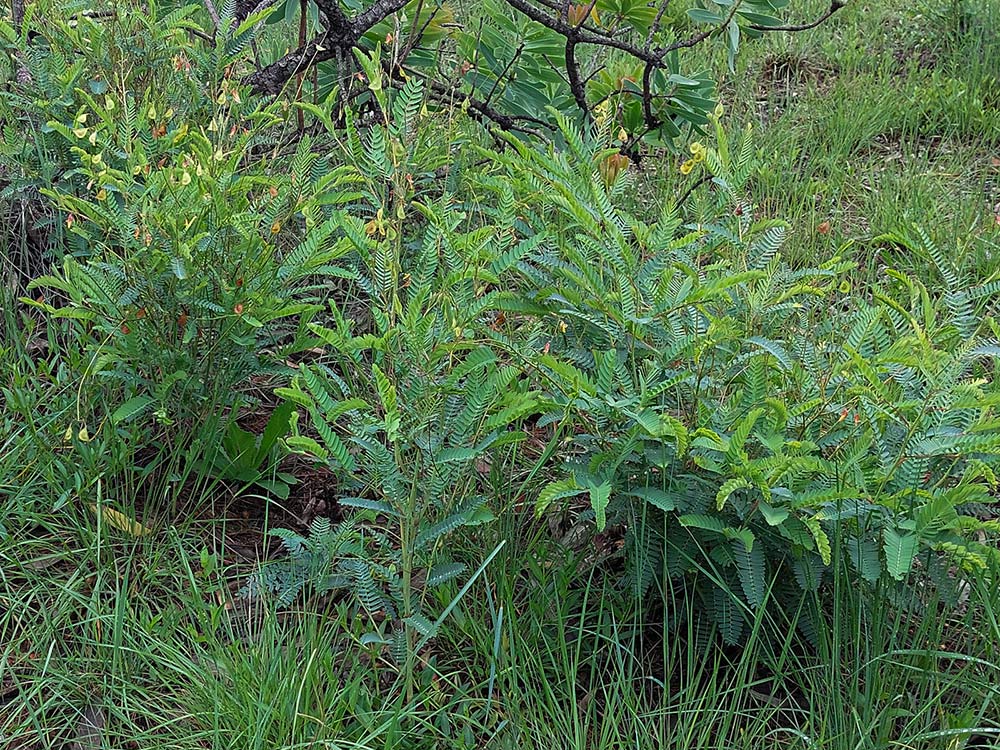 Aeschynomene nyassana