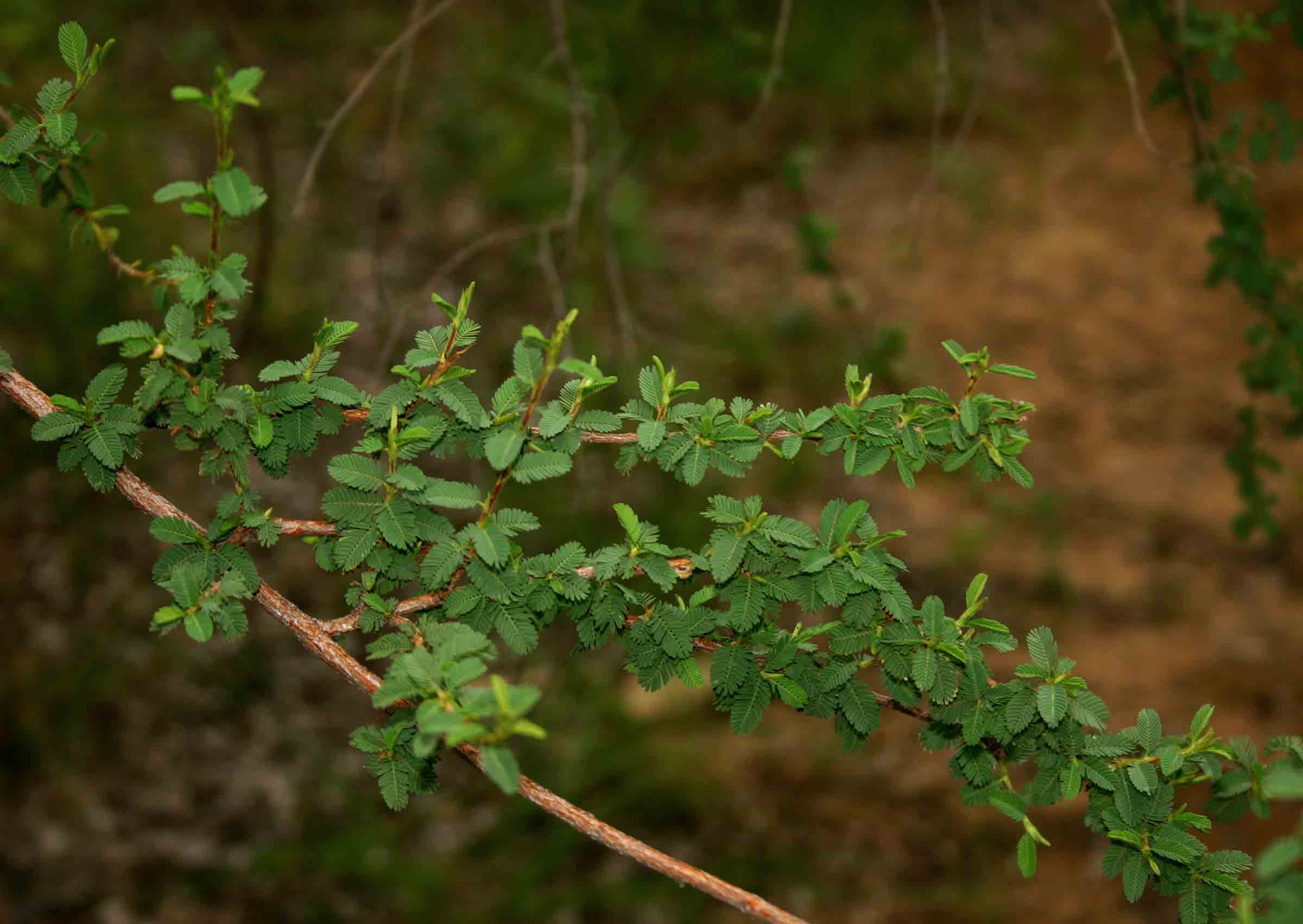 Aeschynomene schliebenii var. mossambicensis