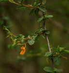 Aeschynomene schliebenii var. mossambicensis