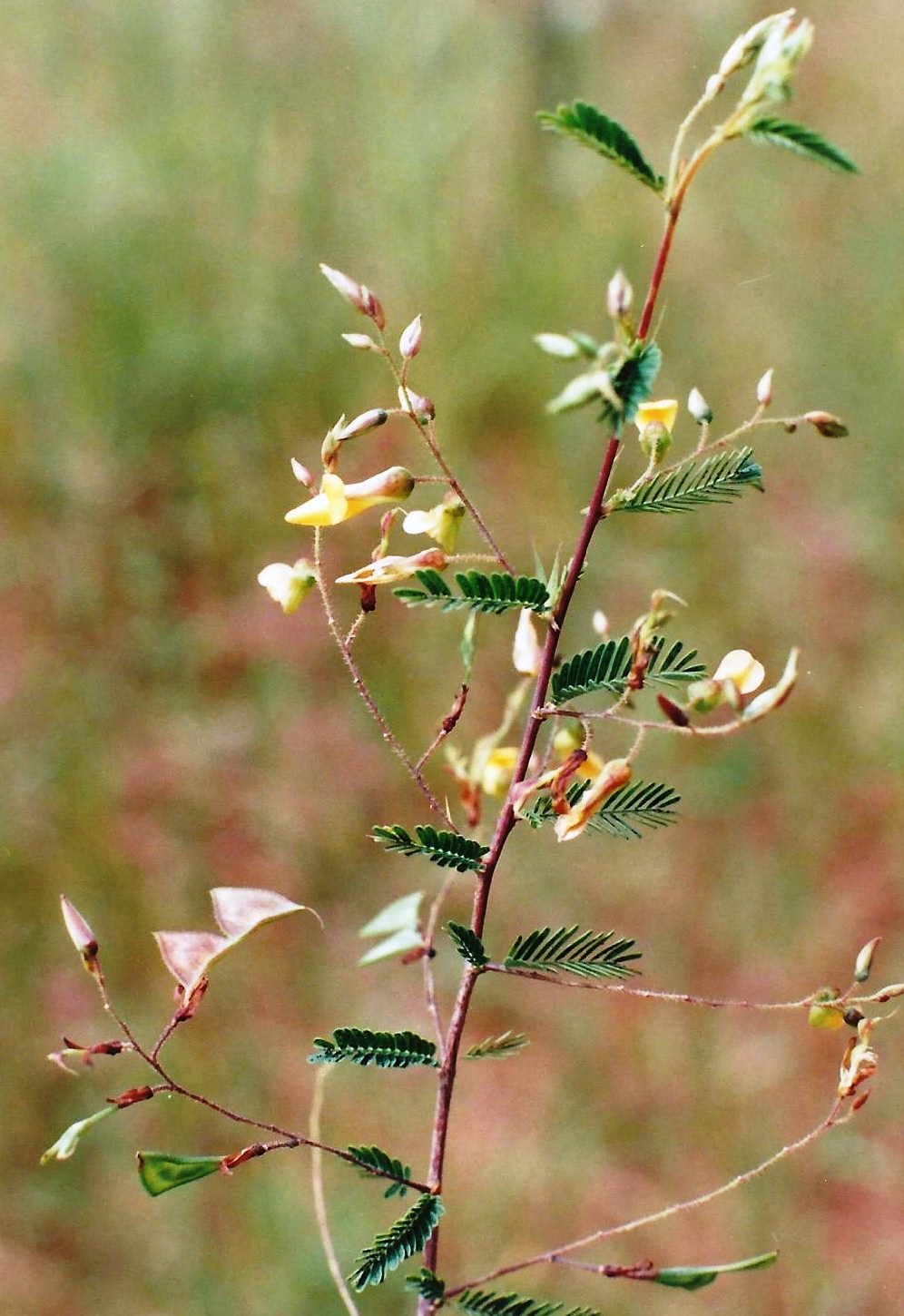 Aeschynomene trigonocarpa