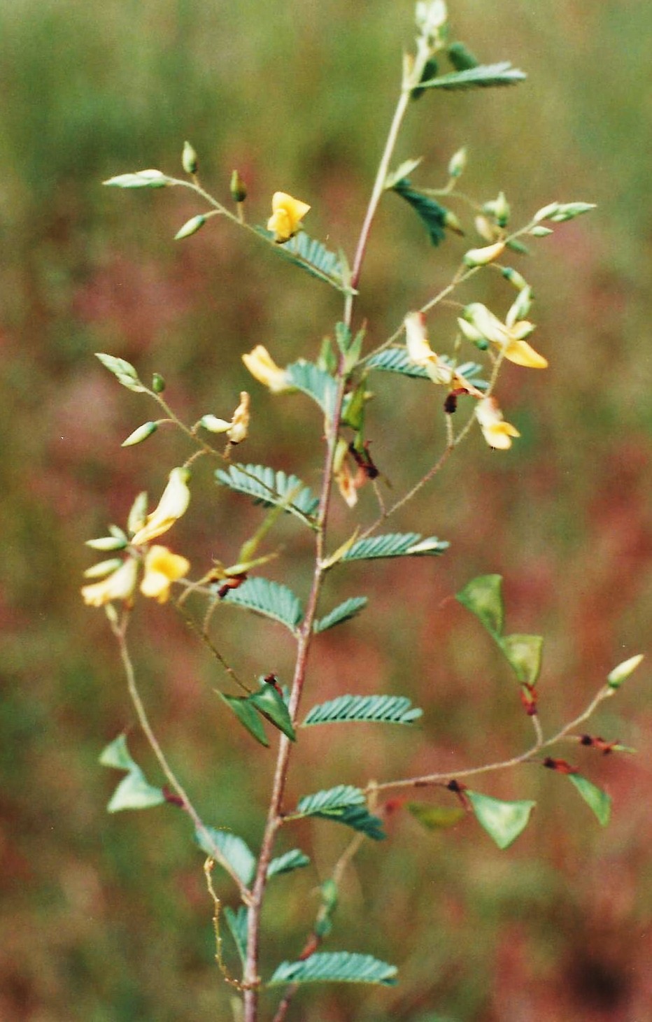 Aeschynomene trigonocarpa