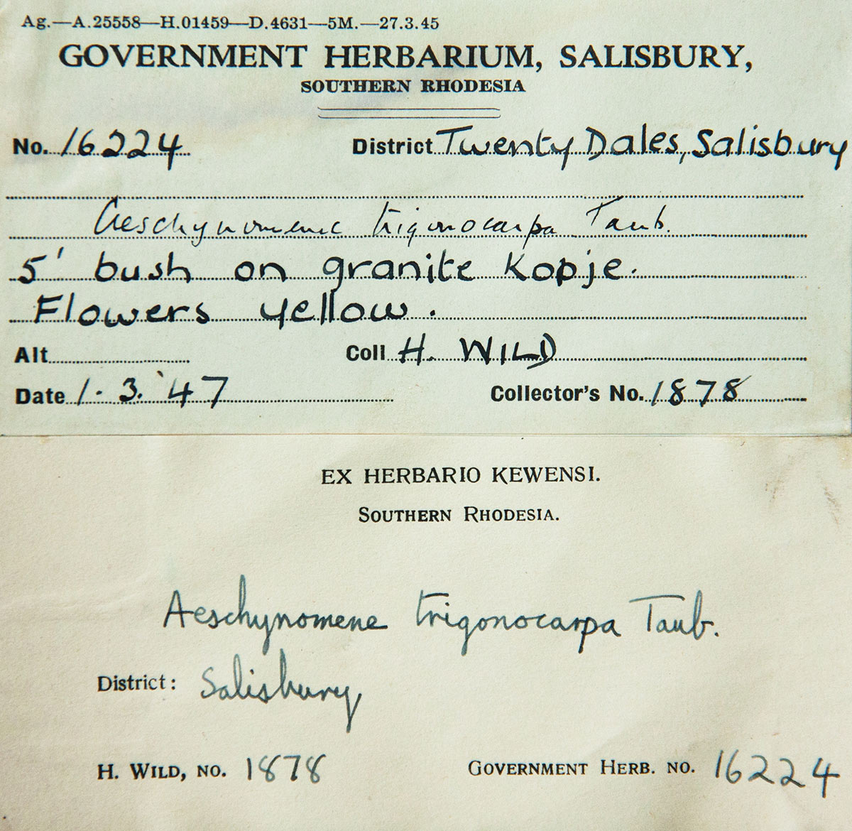 Aeschynomene trigonocarpa Aeschynomene trigonocarpa