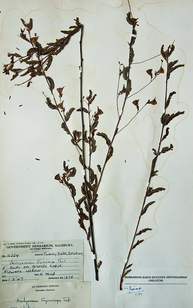 Aeschynomene trigonocarpa