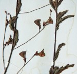 Aeschynomene trigonocarpa