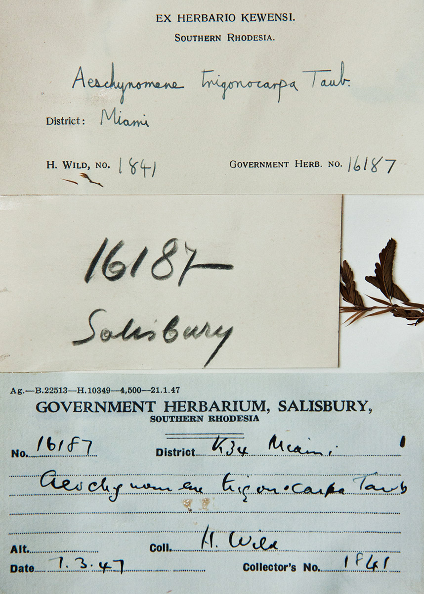 Aeschynomene trigonocarpa