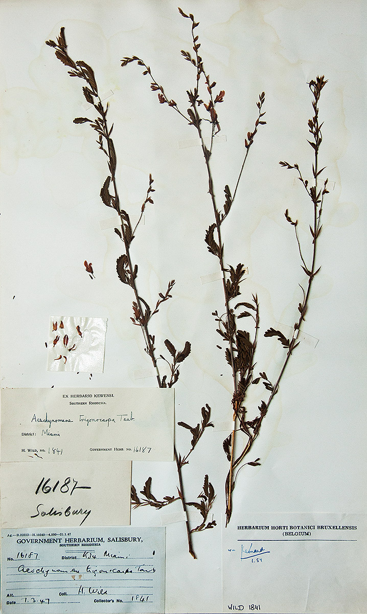 Aeschynomene trigonocarpa