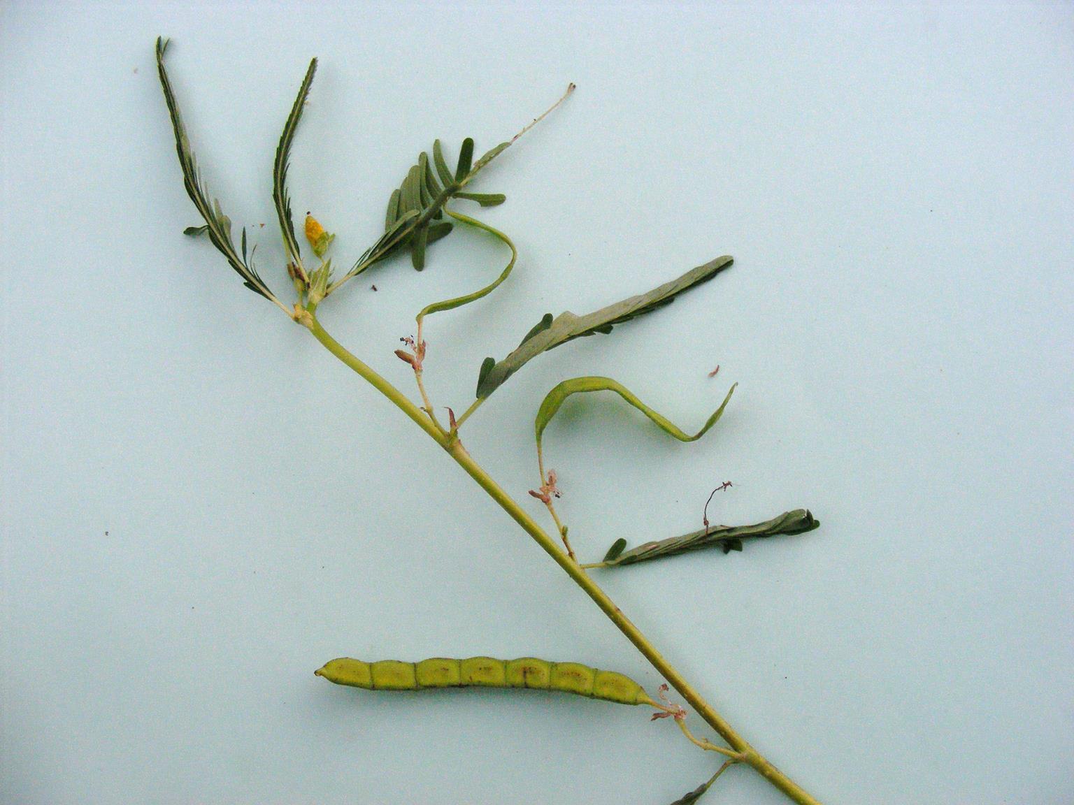 Aeschynomene uniflora