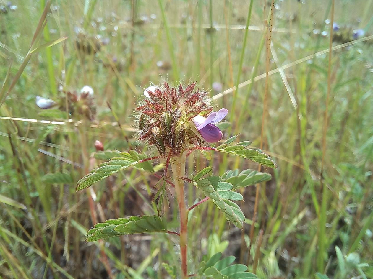 Kotschya capitulifera var. capitulifera