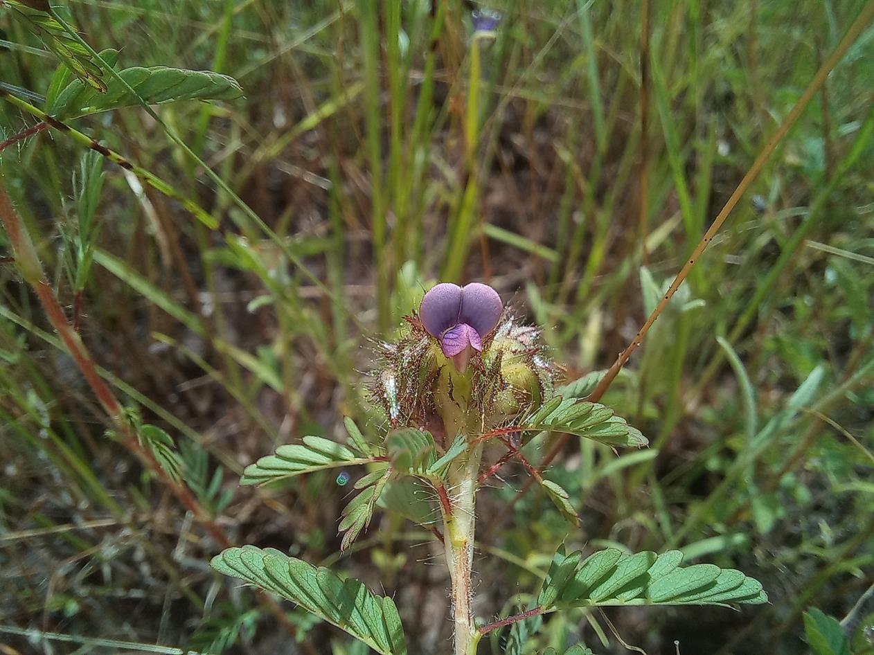Kotschya capitulifera var. capitulifera