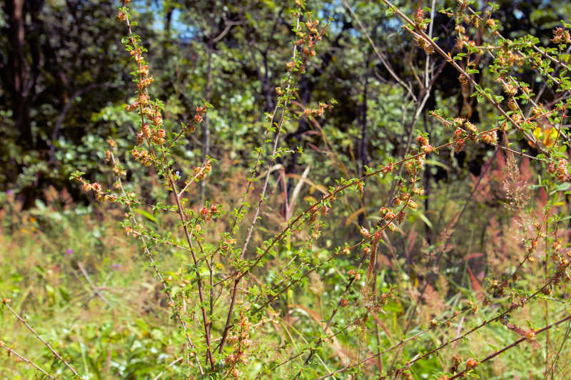 Kotschya strigosa var. strigosa