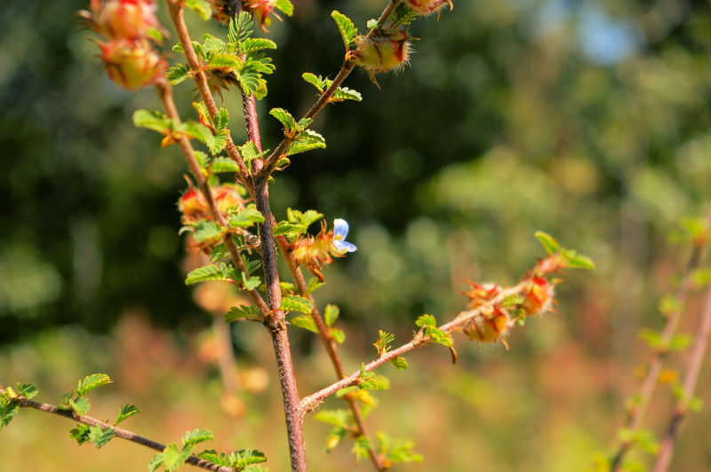 Kotschya strigosa var. strigosa